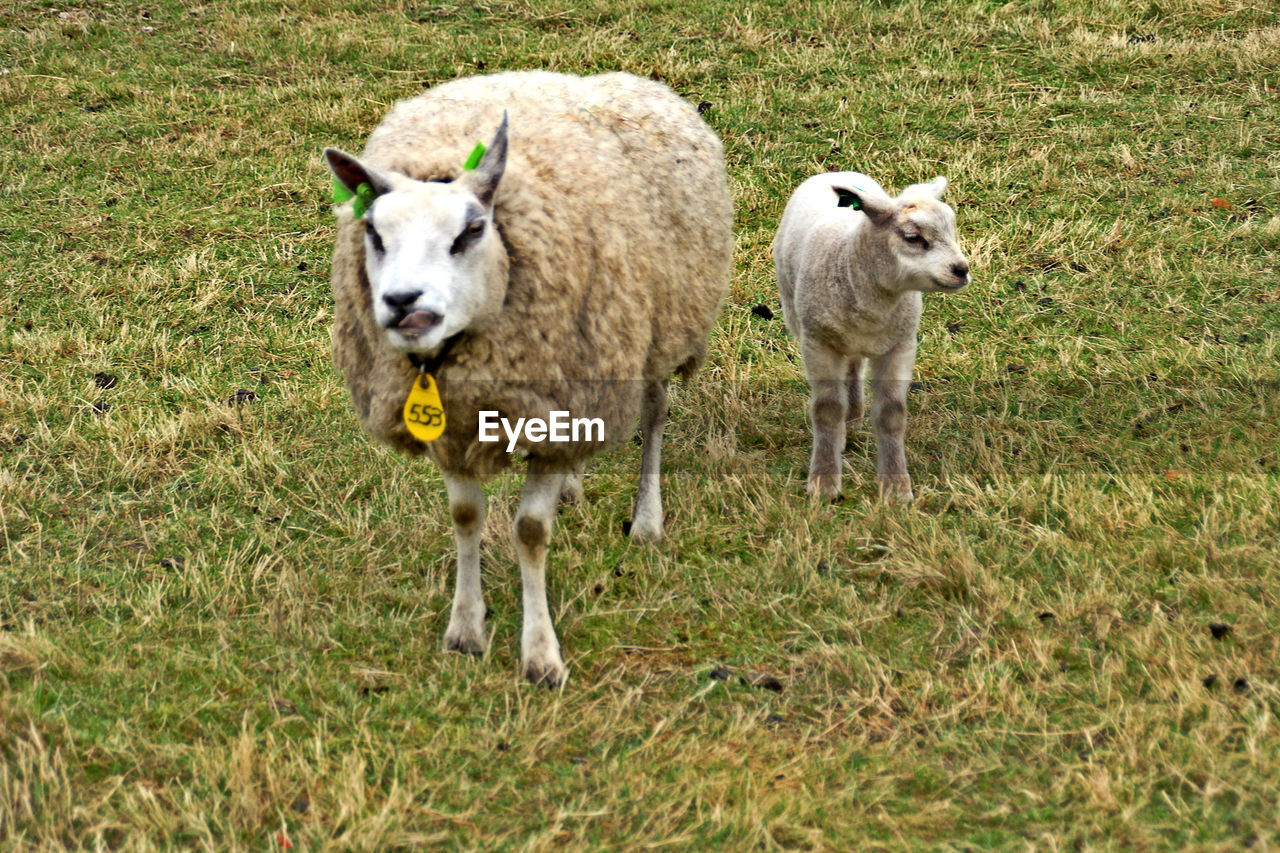 SHEEP ON FARM