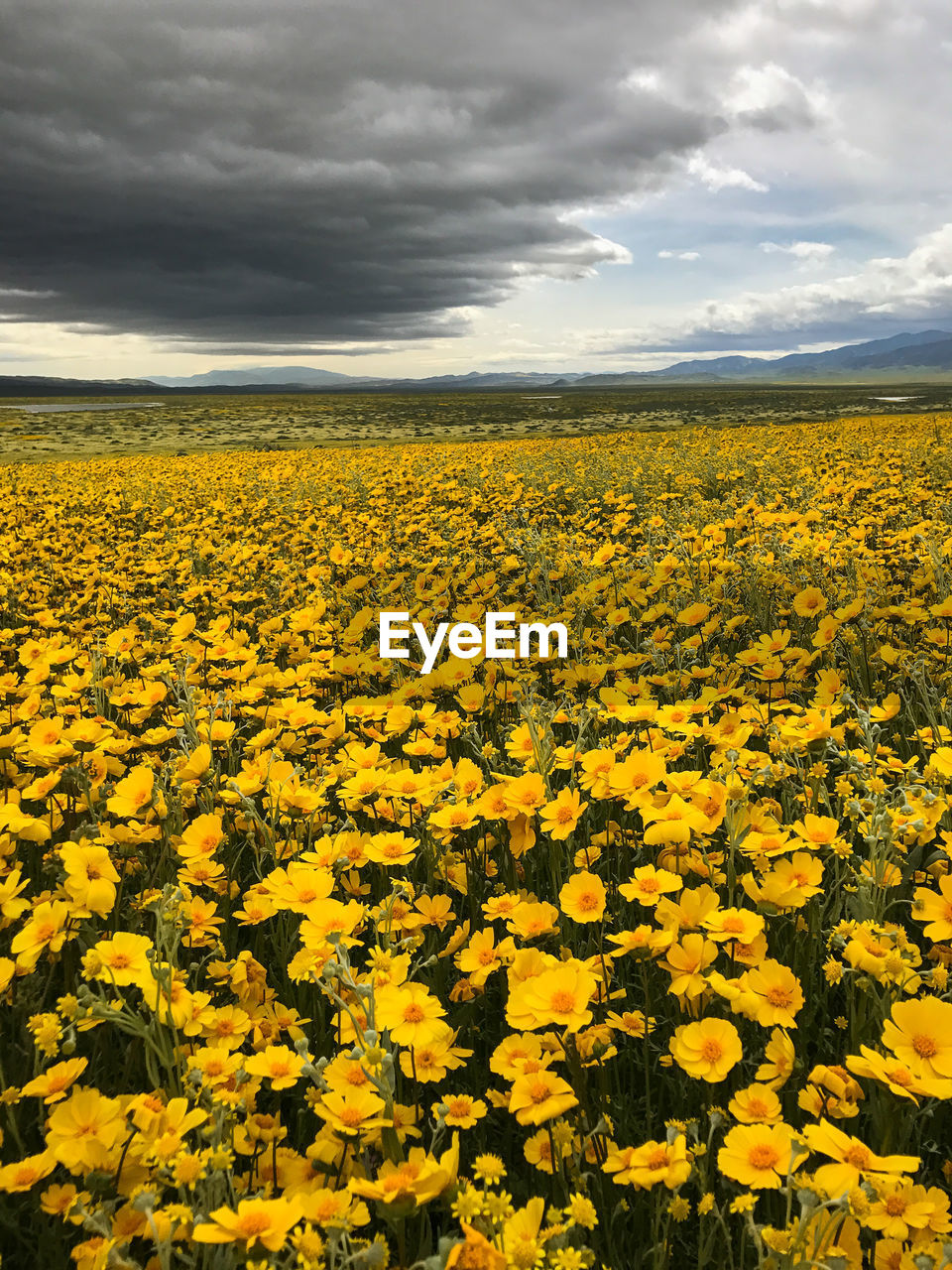 YELLOW FLOWERS GROWING IN FIELD