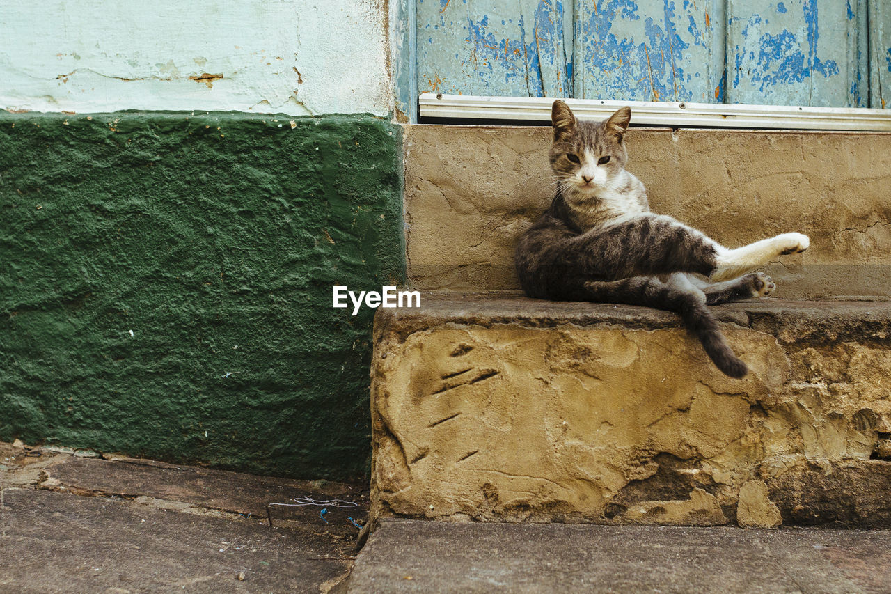 Cat sitting on steps