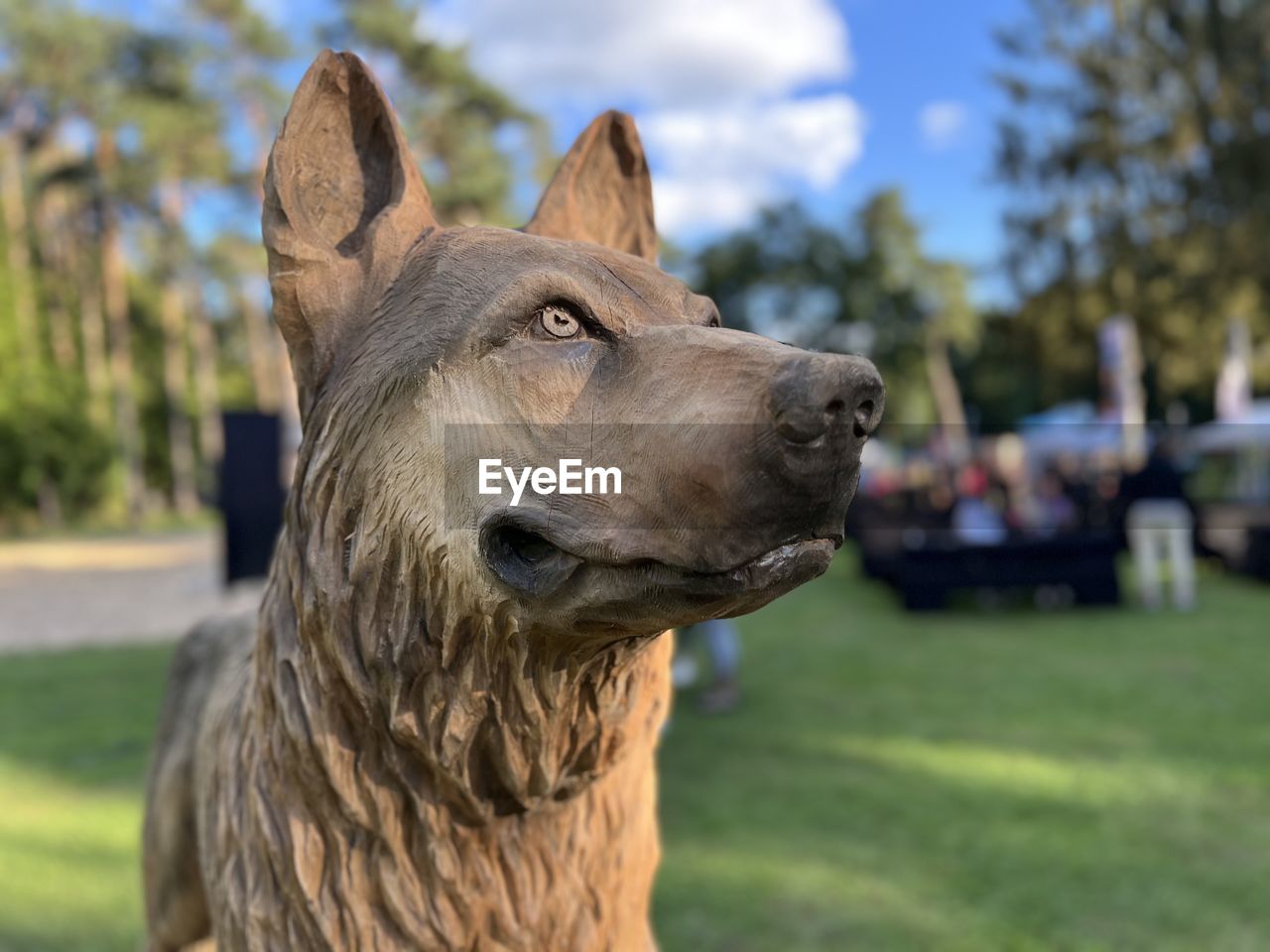 dog, pet, animal themes, animal, one animal, mammal, domestic animals, canine, focus on foreground, animal body part, looking, grass, animal head, portrait, looking away, nature, wolfdog, close-up, plant, day, outdoors, no people, german shepherd