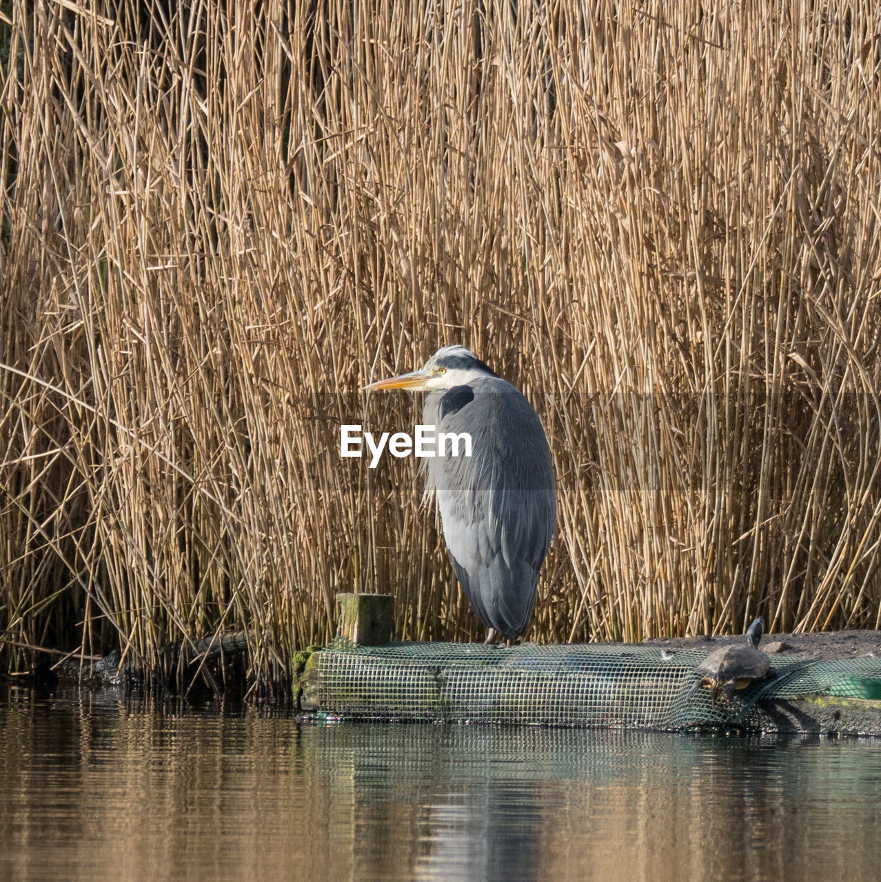 GRAY HERON PERCHING ON WATER