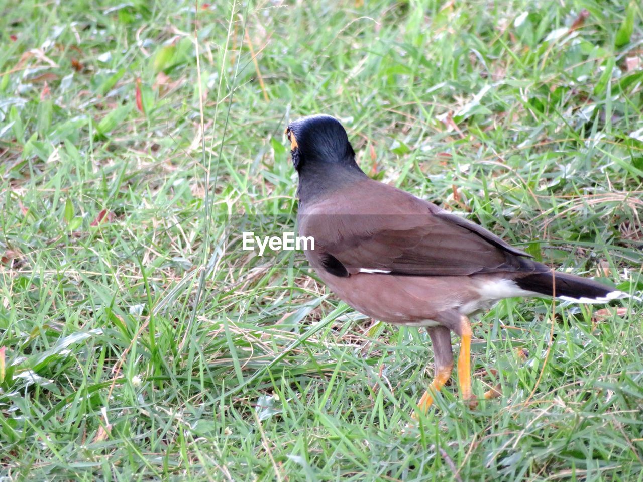 CLOSE-UP OF BIRD PERCHING ON GRASS