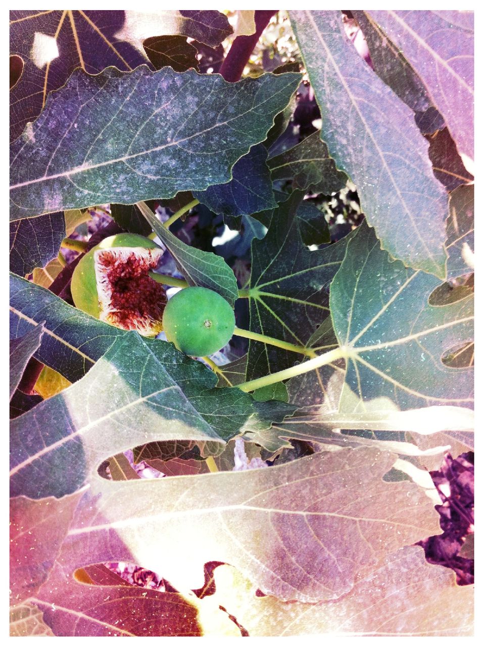 Close-up of fig tree