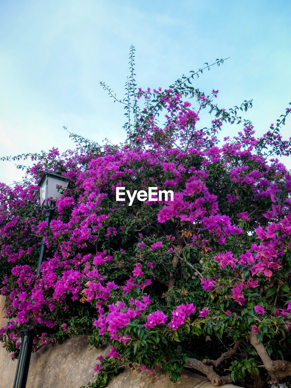 Low angle view of pink flowers blooming on tree