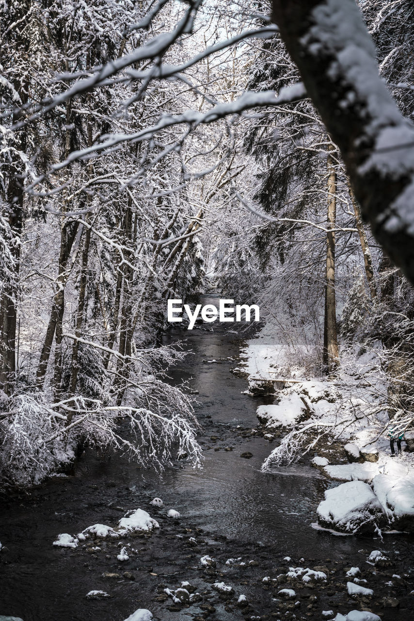 SNOW COVERED PLANTS IN FOREST