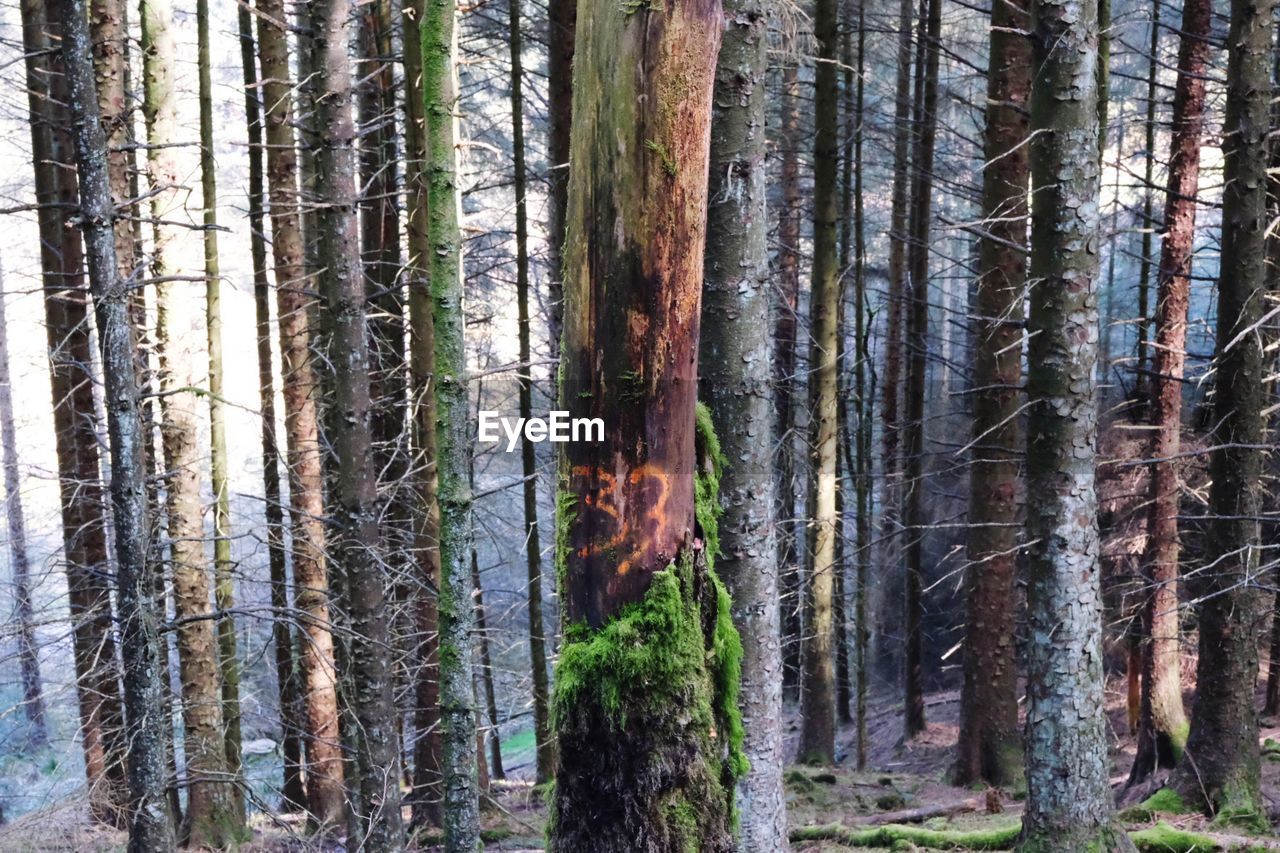 PINE TREE IN FOREST