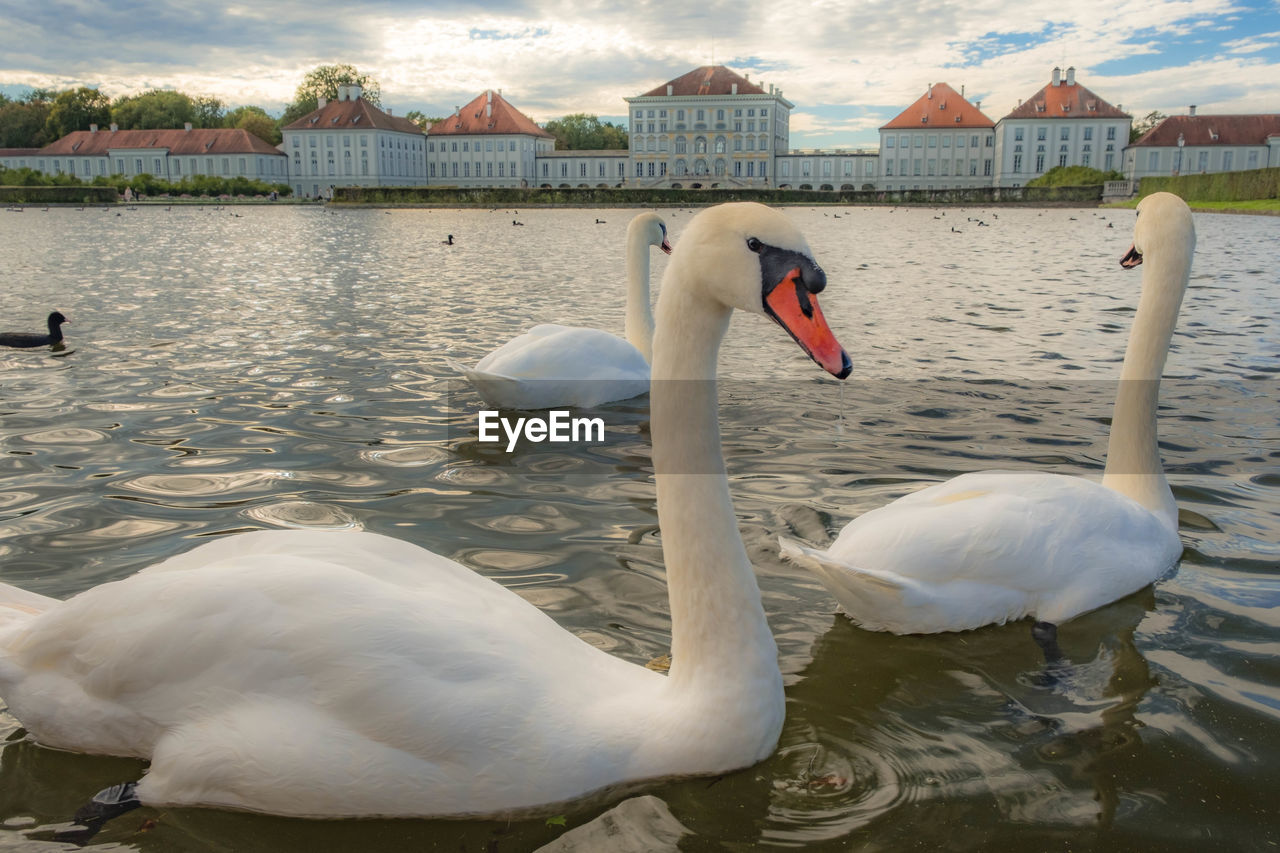 SWAN FLOATING IN LAKE