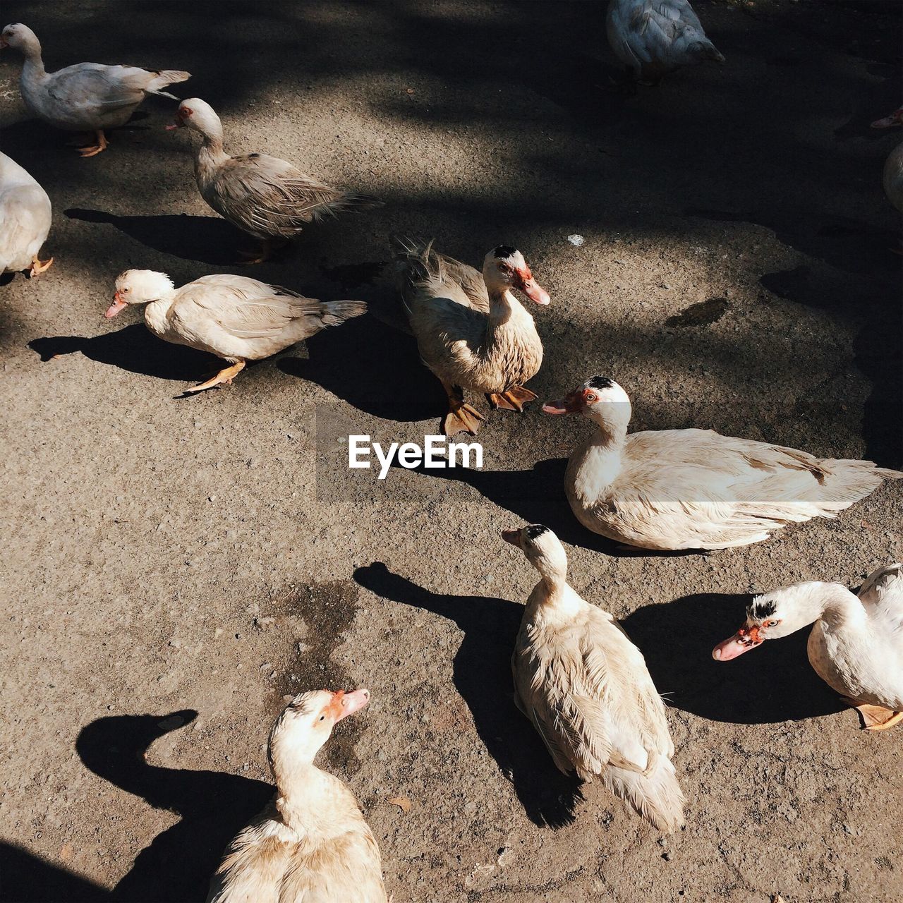 High angle view of birds