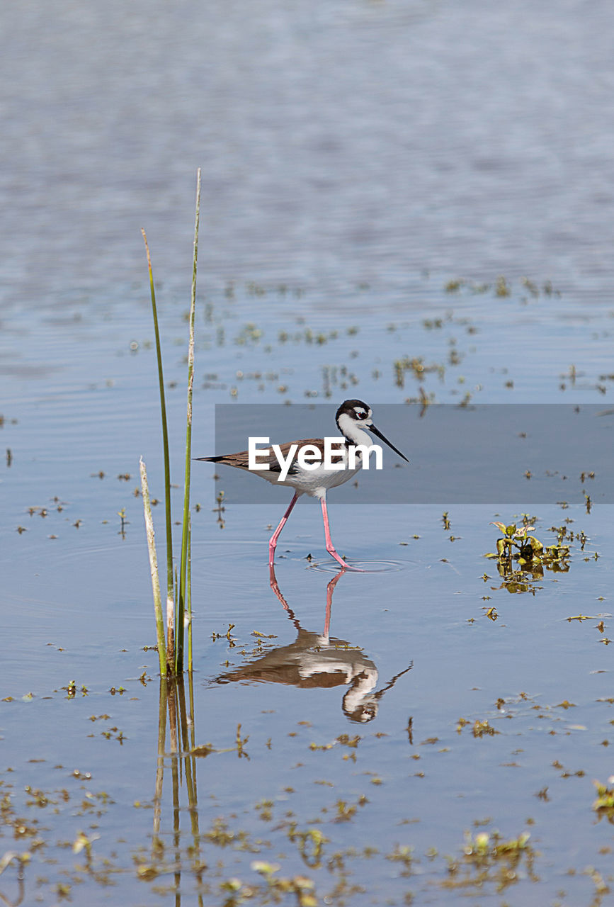 Side view of bird foraging in lake