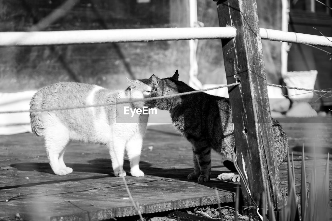 View of two cats on fence