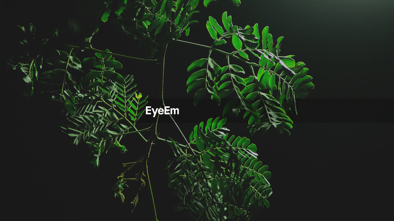 Close-up of plants against black background