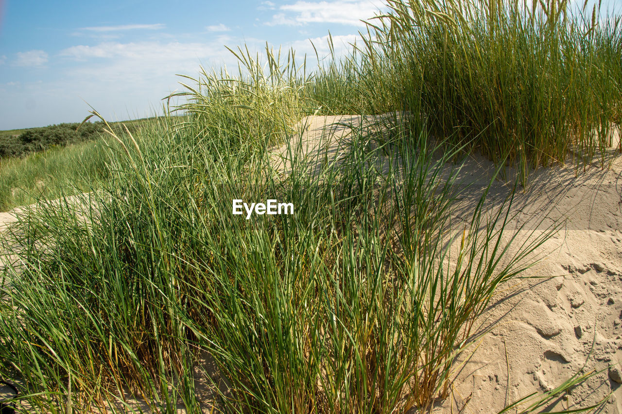 PLANTS GROWING ON LAND