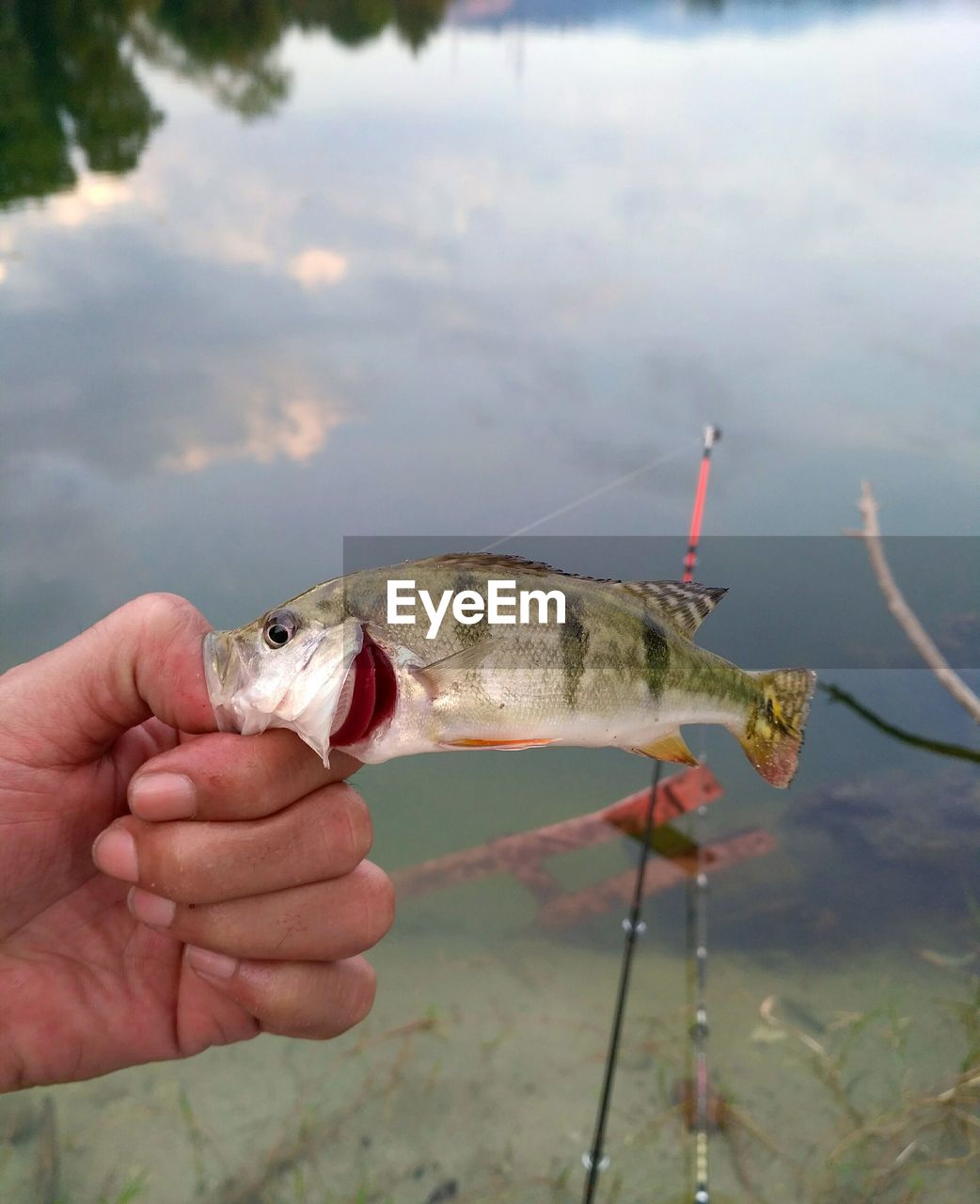 Close-up of hand holding fish against river