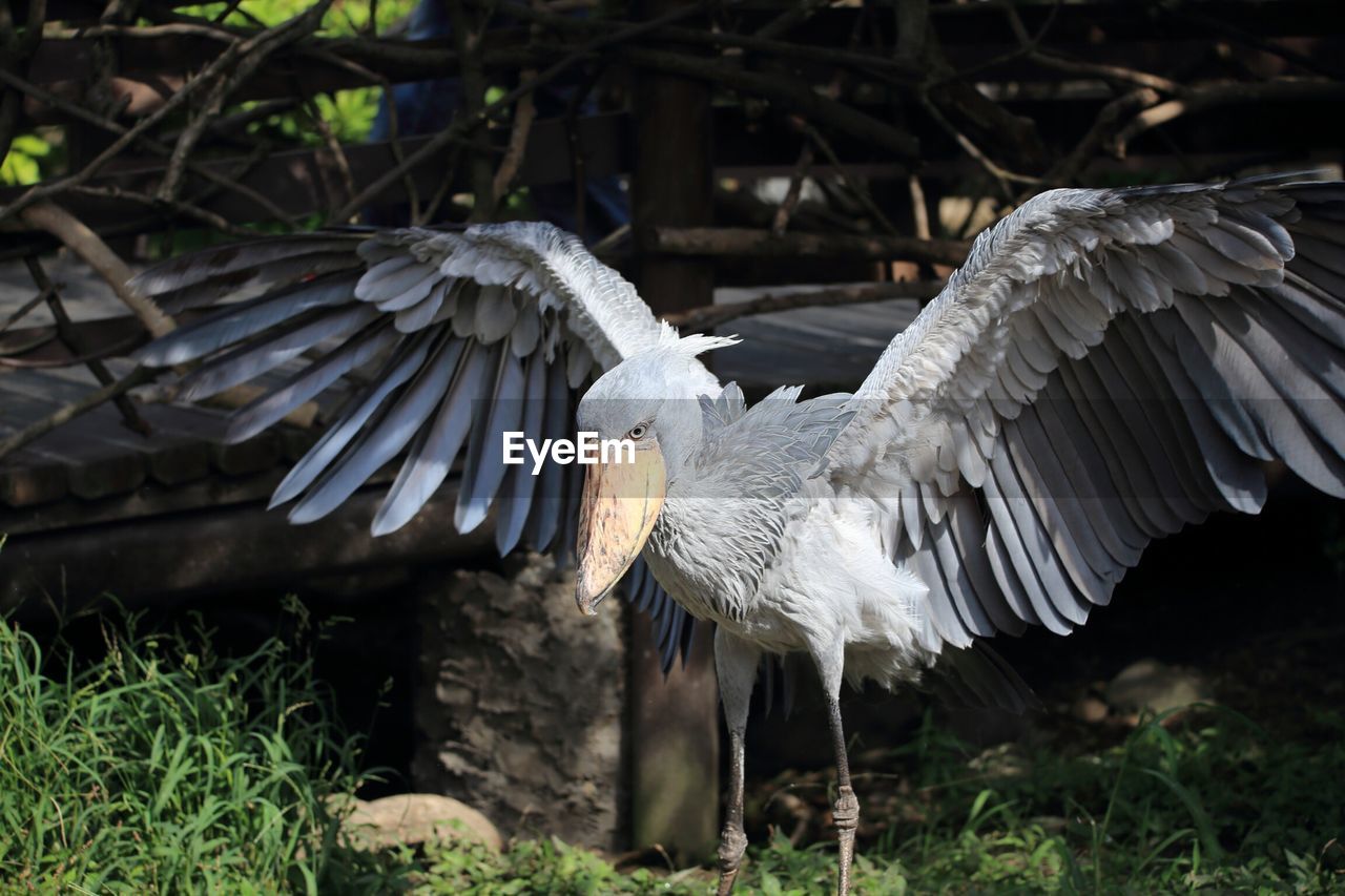 CLOSE-UP OF EAGLE