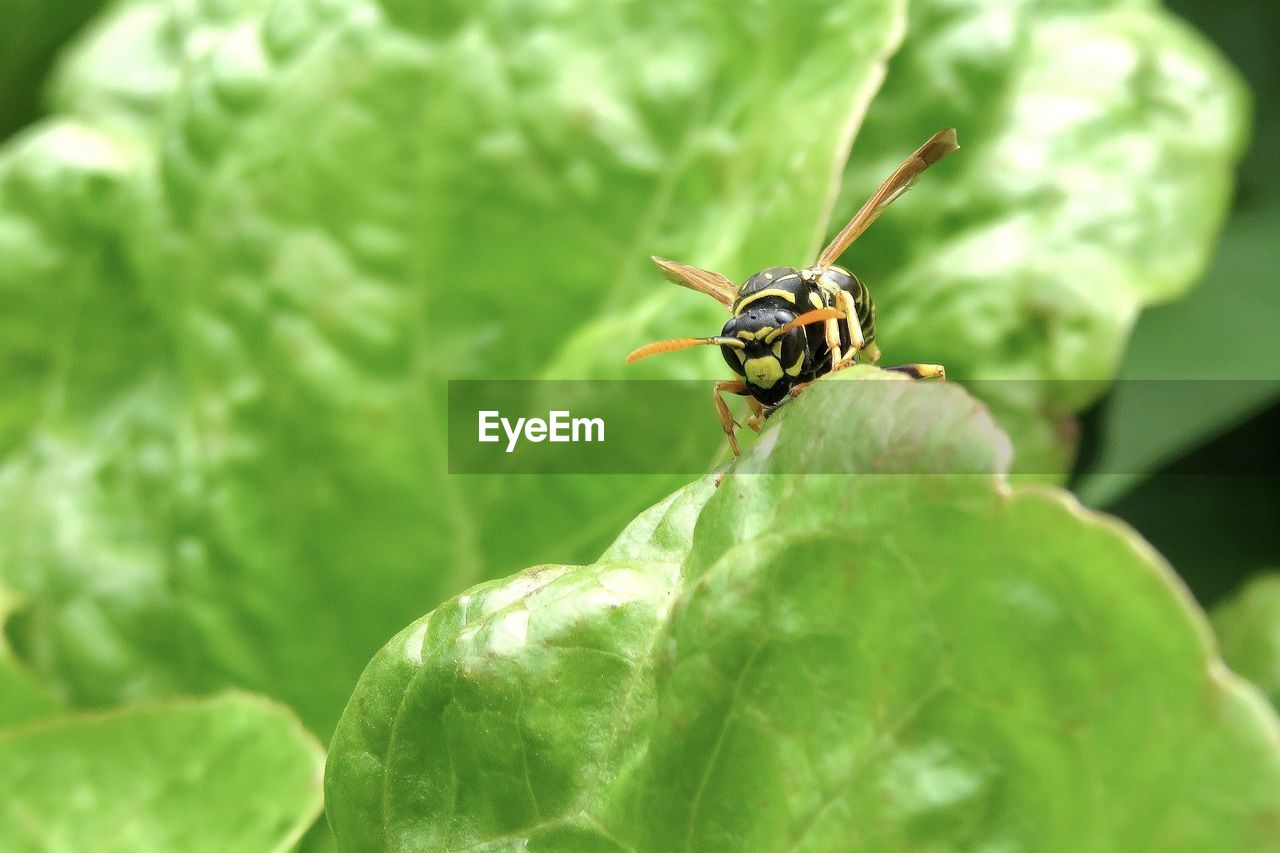 CLOSE-UP OF GRASSHOPPER ON LEAF