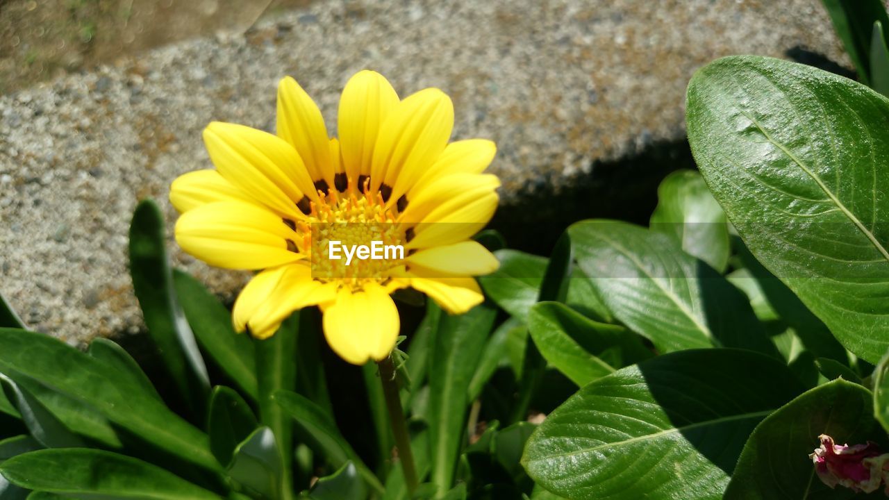 CLOSE-UP OF YELLOW FLOWERS