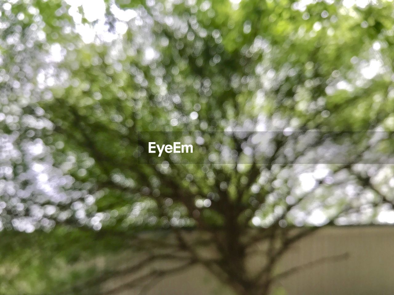 LOW ANGLE VIEW OF TREES AGAINST BLURRED BACKGROUND