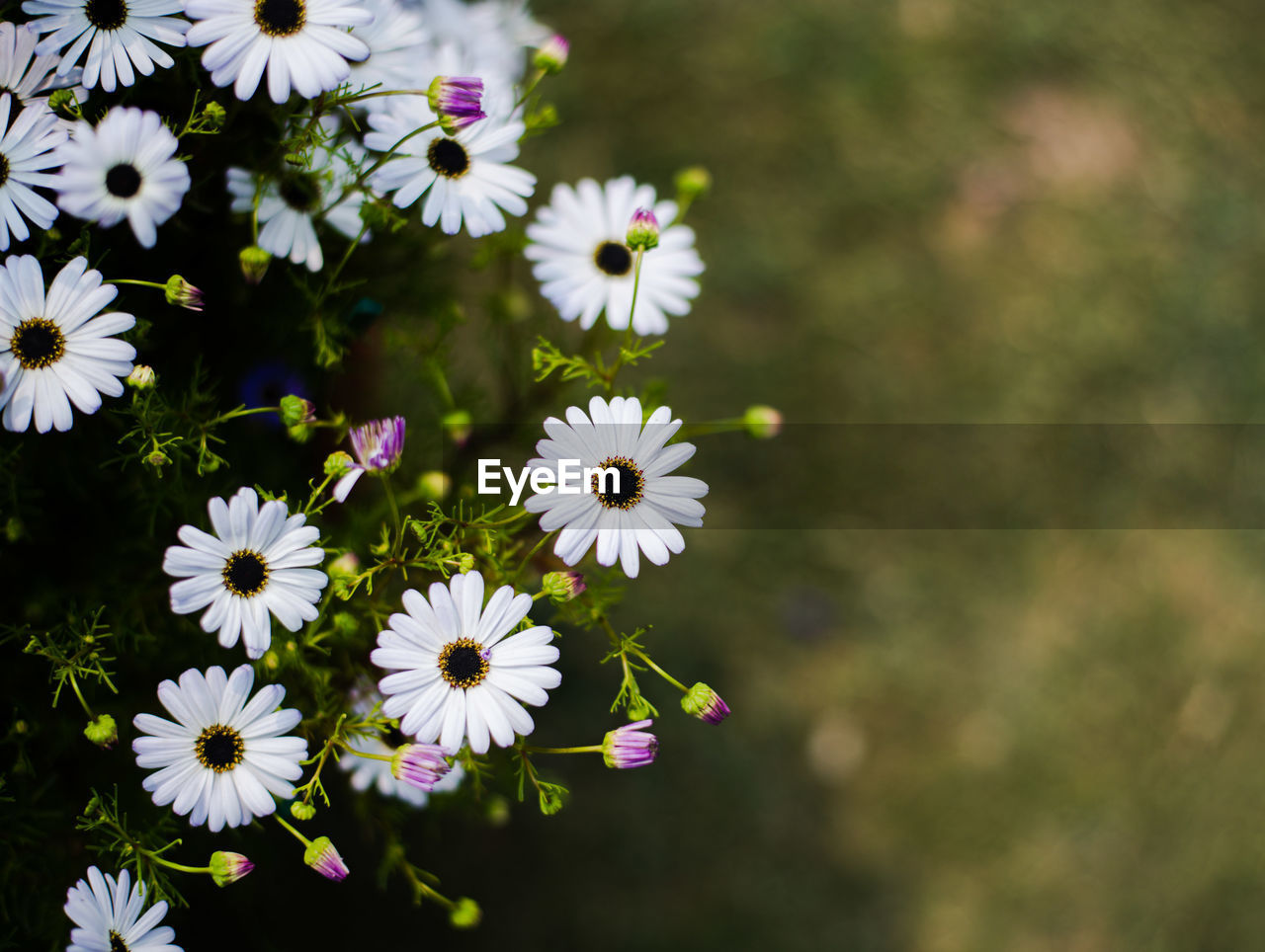 High angle view of white flowering plant