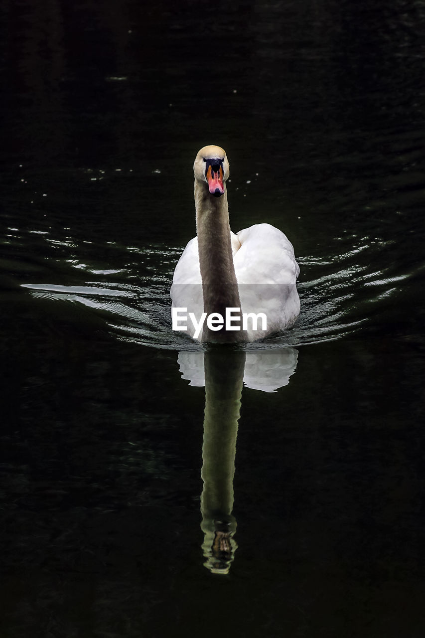 SWAN SWIMMING IN LAKE