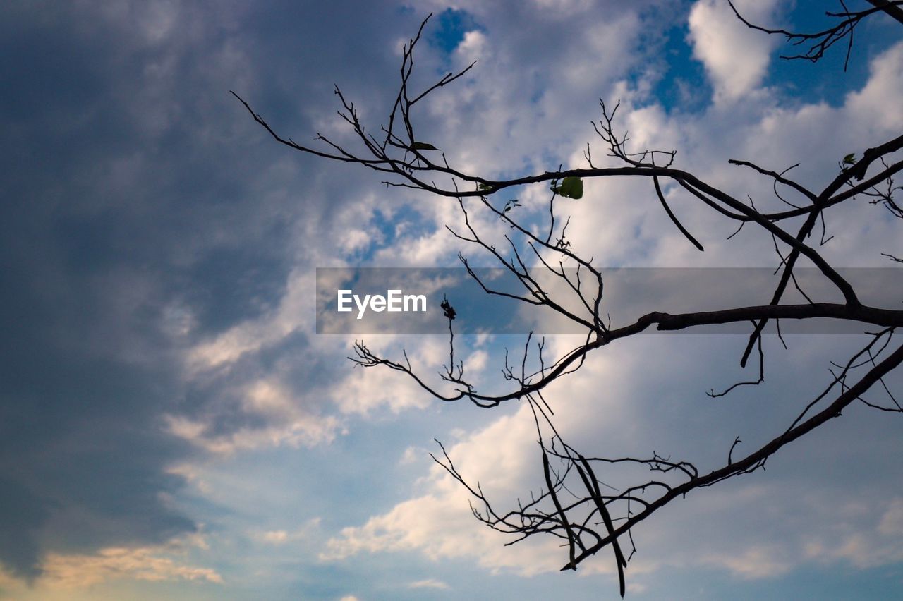 LOW ANGLE VIEW OF SILHOUETTE BARE TREE AGAINST SKY AT SUNSET