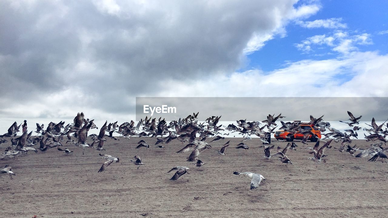 Flock of birds flying against sky