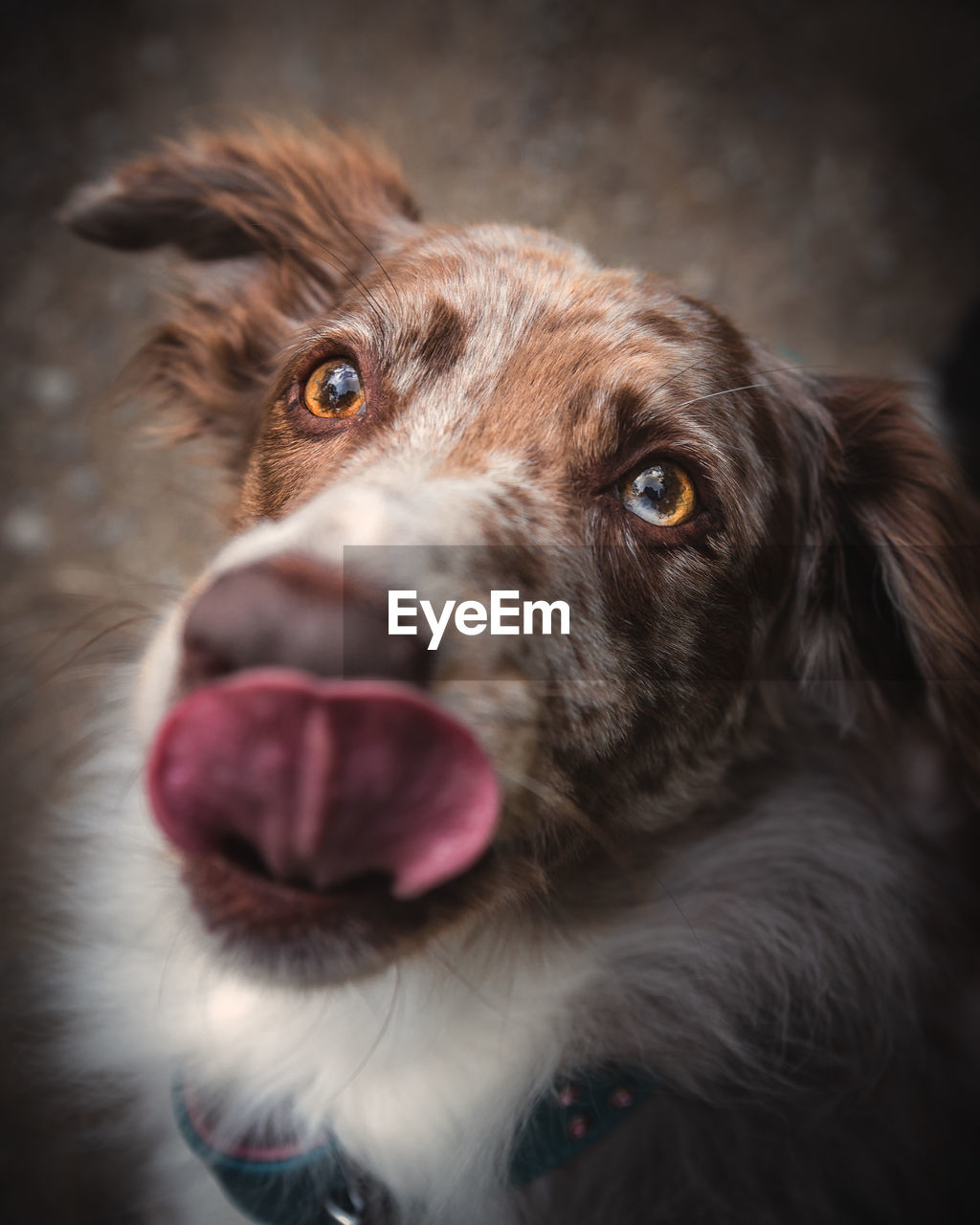 Close-up portrait of dog