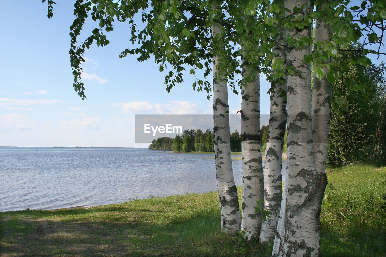 TREES ON BEACH AGAINST SKY