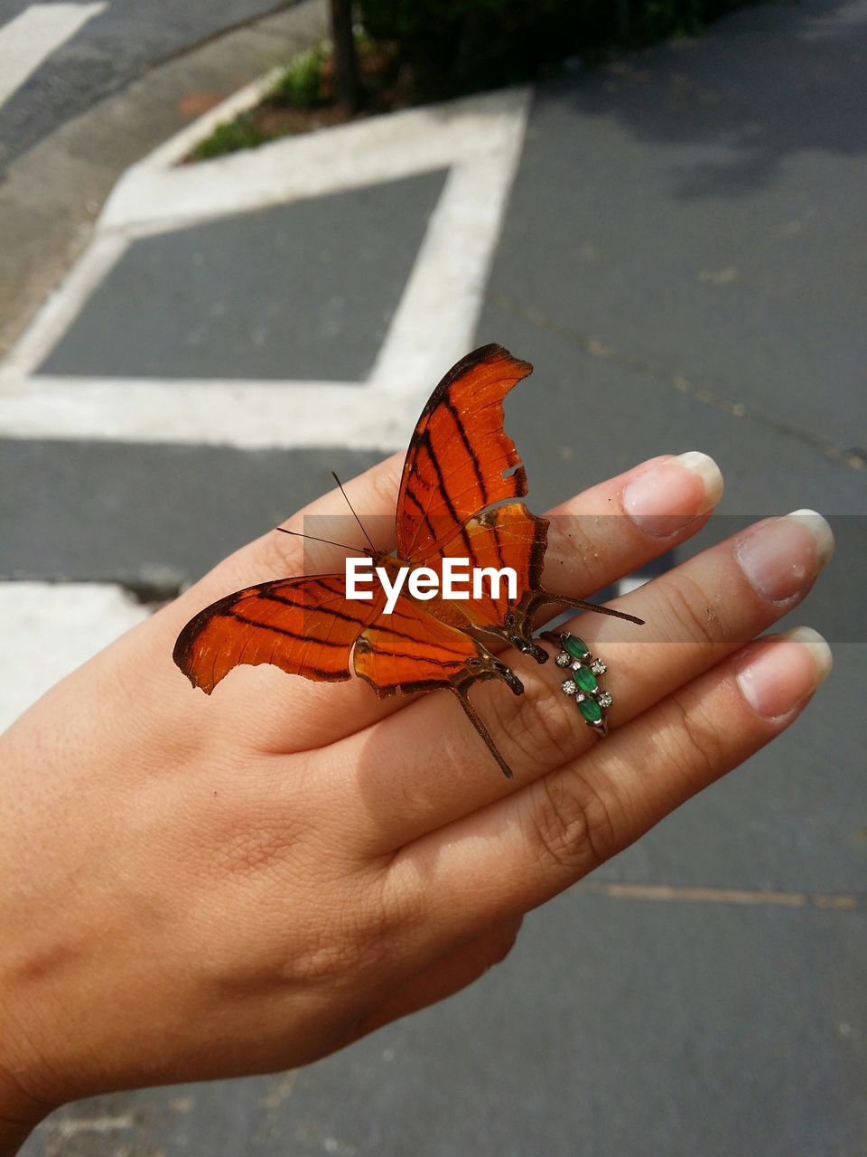 High angle view of butterfly on hand over street