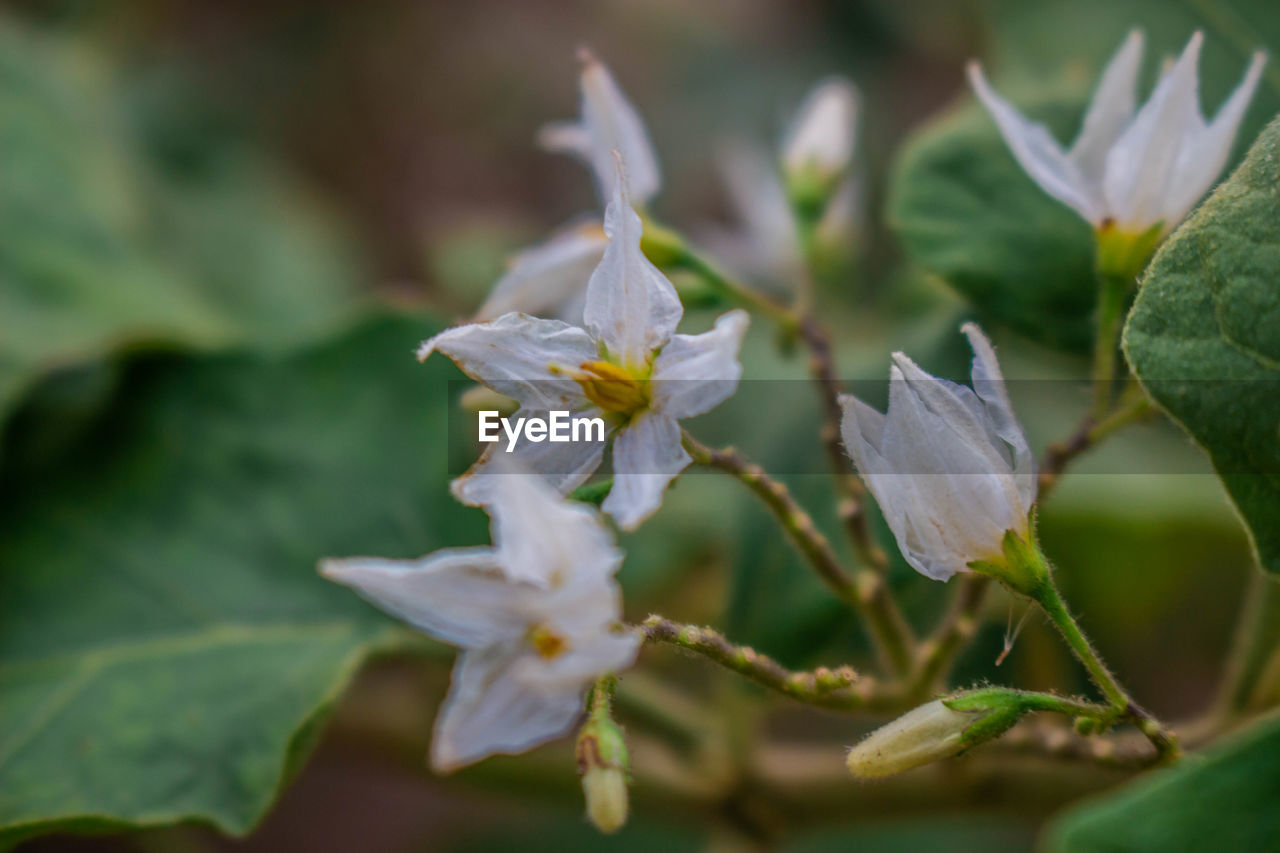 Close-up of white flowering plant