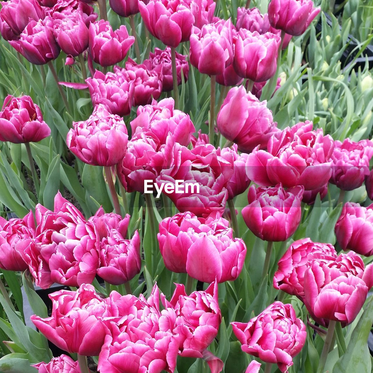 Close-up of pink flowers