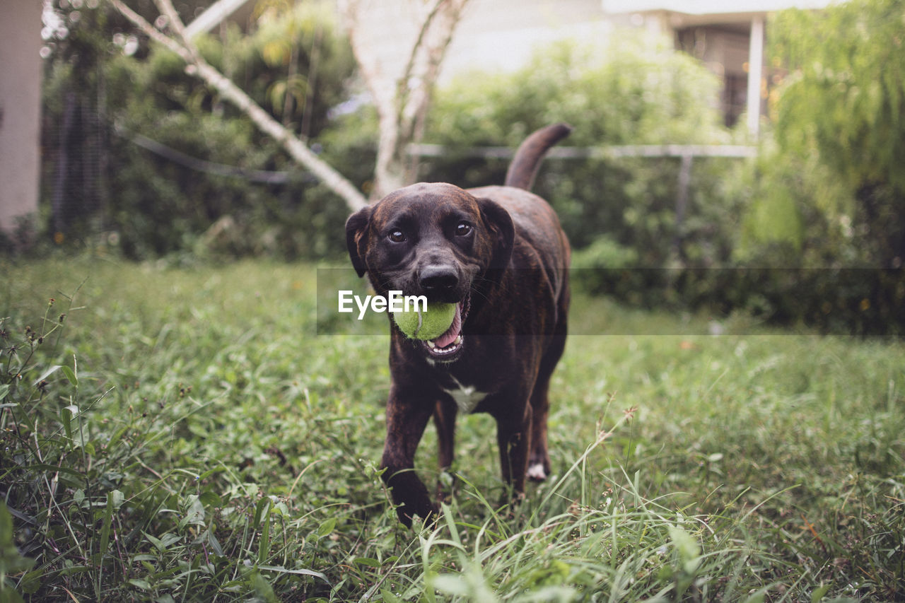 Portrait of dog standing on field with tennis ball