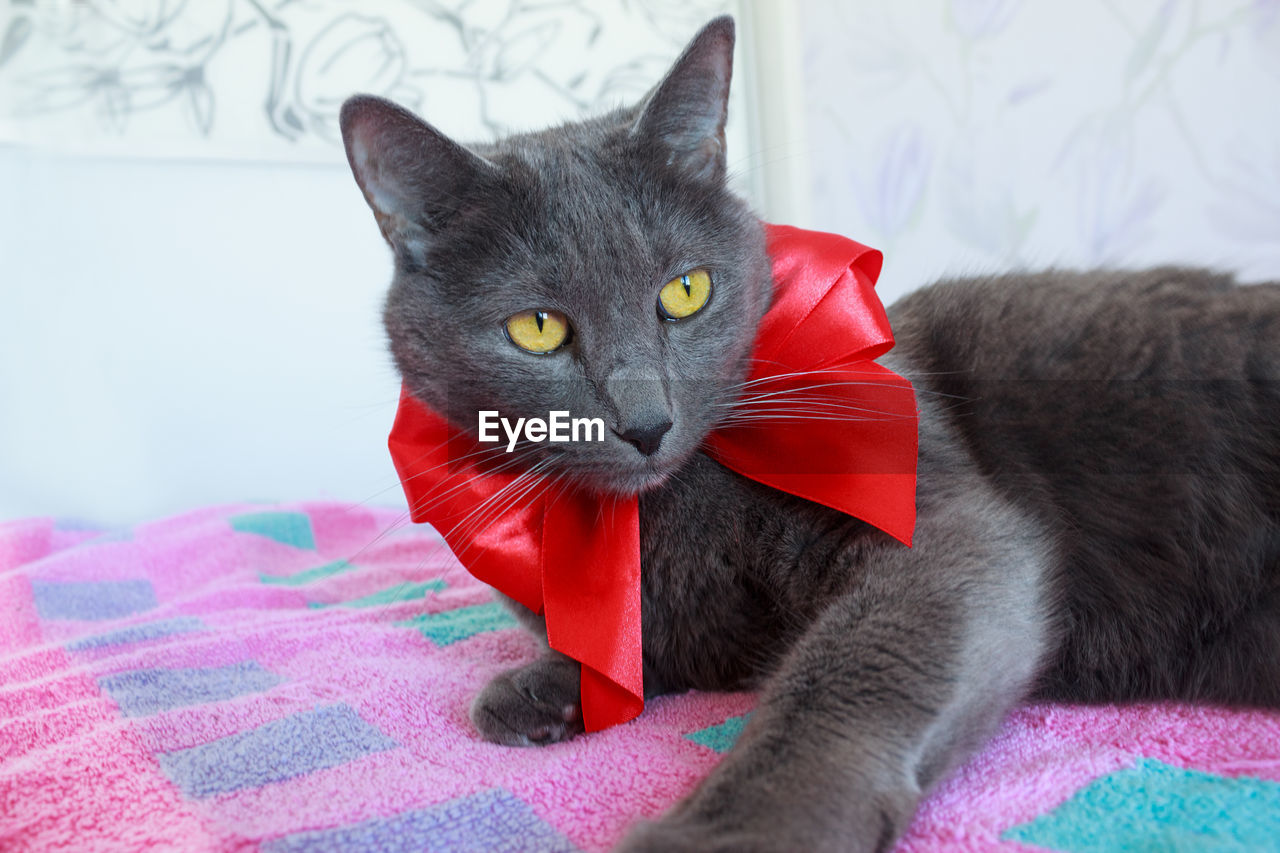 Close-up of cat with ribbon bow on blanket