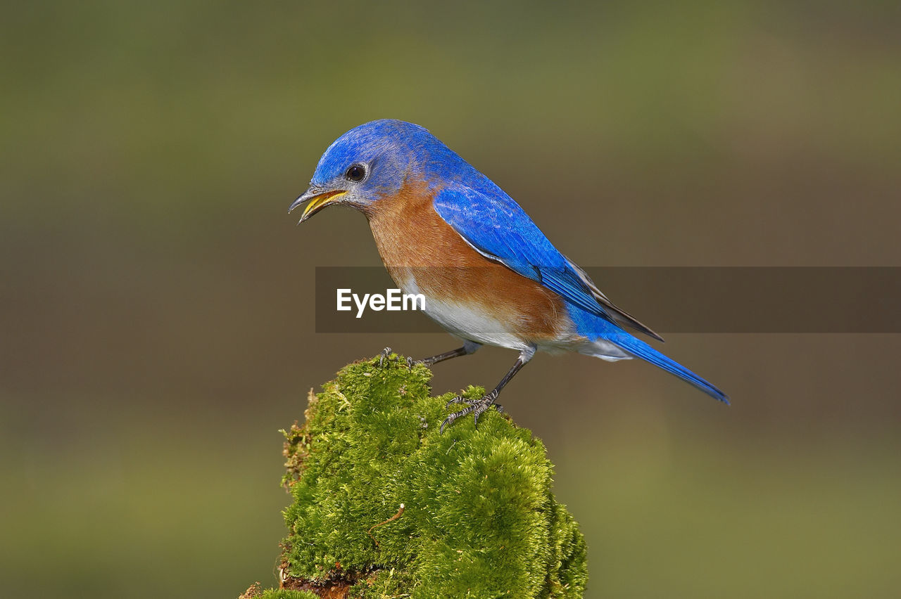 Close-up of male eastern bluebird perching on twig