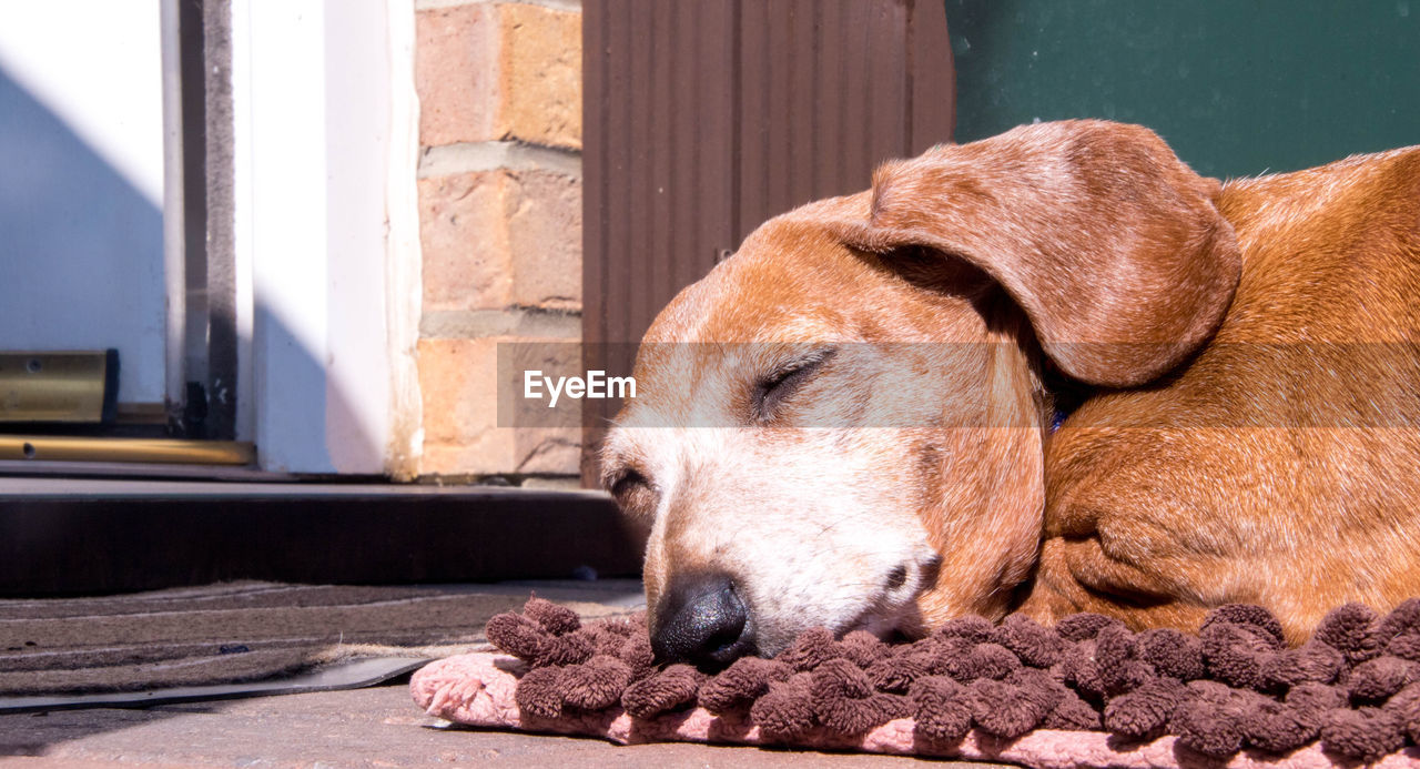 CLOSE-UP OF A SLEEPING DOG