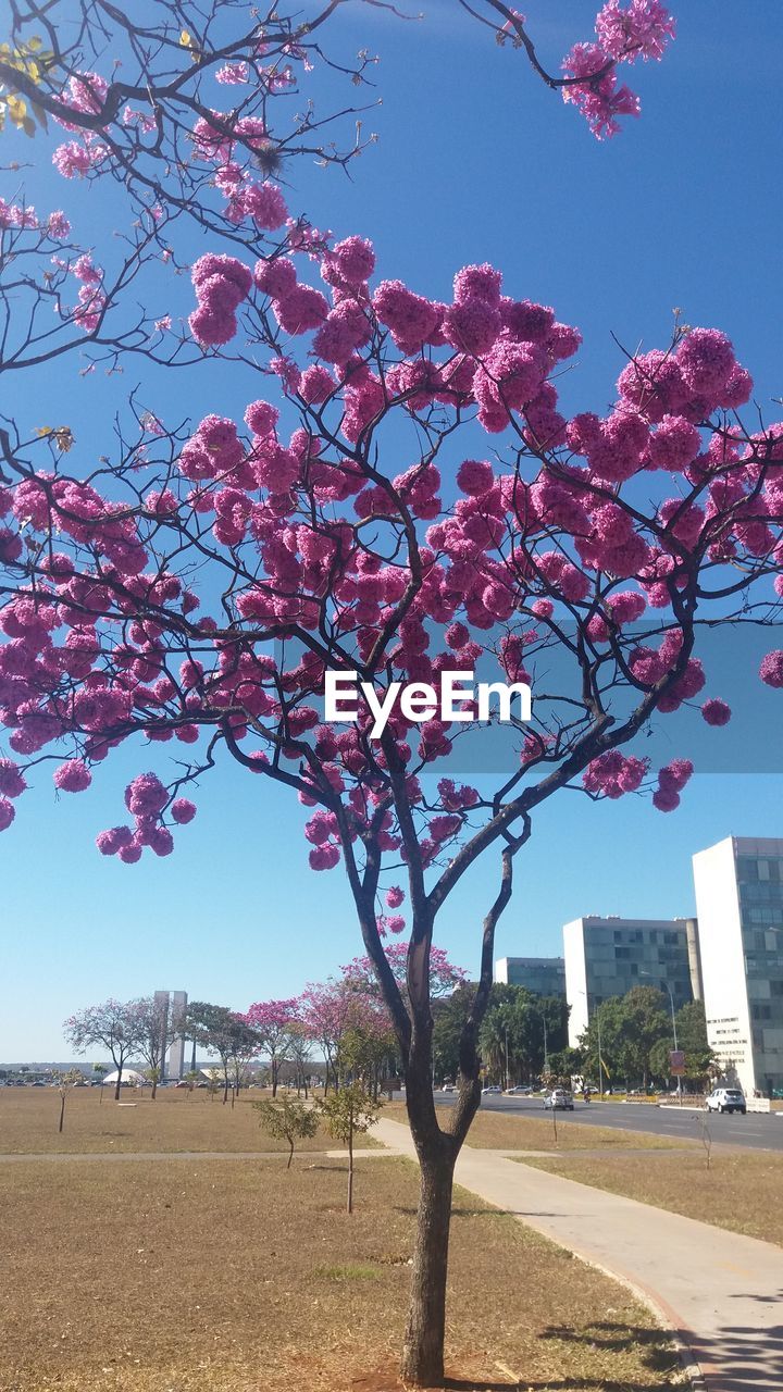 FLOWER TREE AGAINST SKY