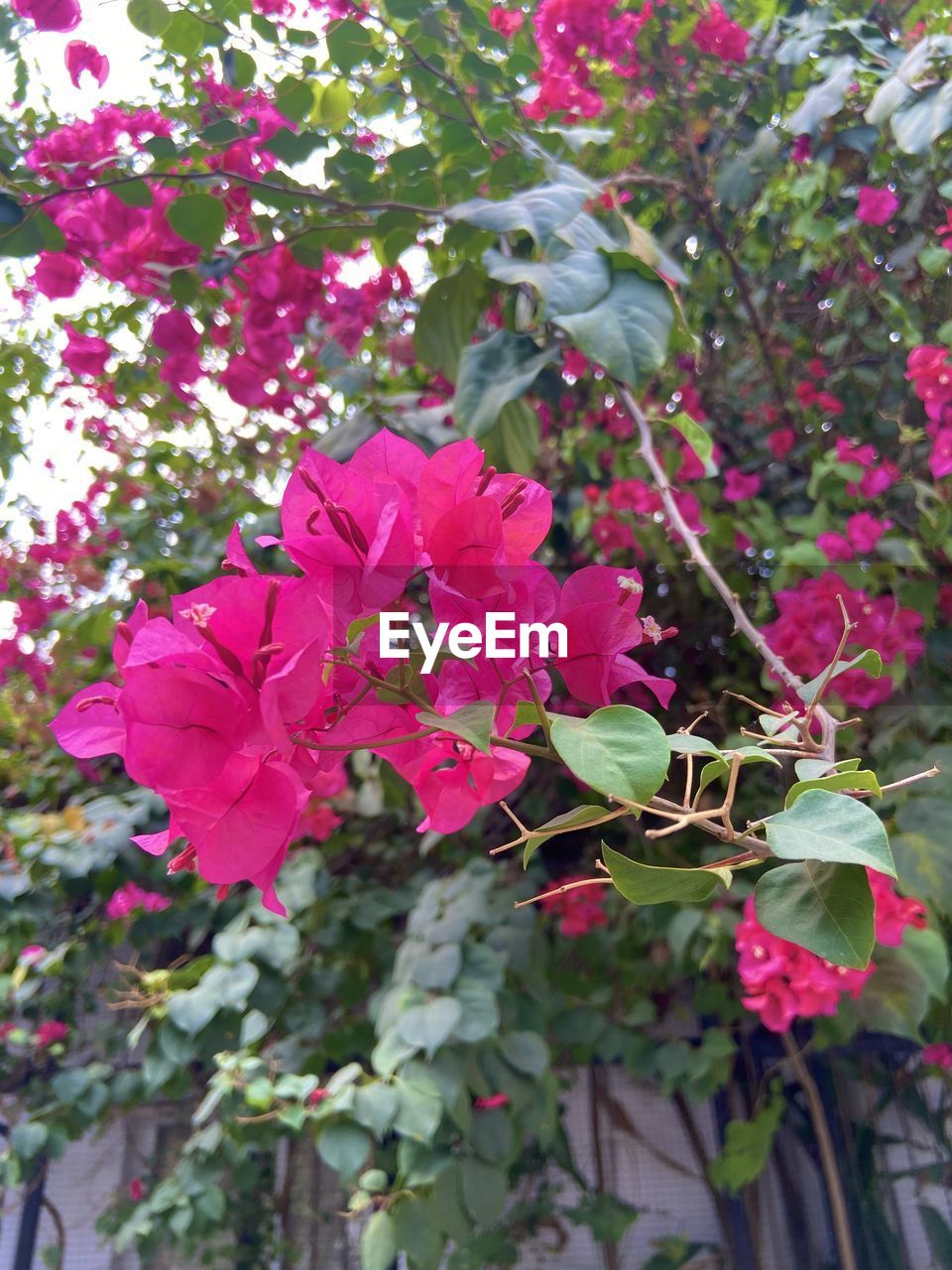 plant, flower, flowering plant, beauty in nature, growth, pink, freshness, fragility, nature, petal, no people, plant part, leaf, day, close-up, tree, blossom, bougainvillea, outdoors, inflorescence, flower head, shrub, springtime, botany, branch