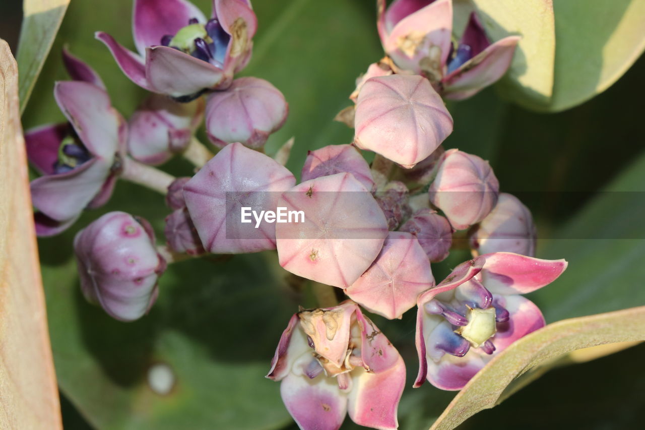 Close-up of pink flowering plant