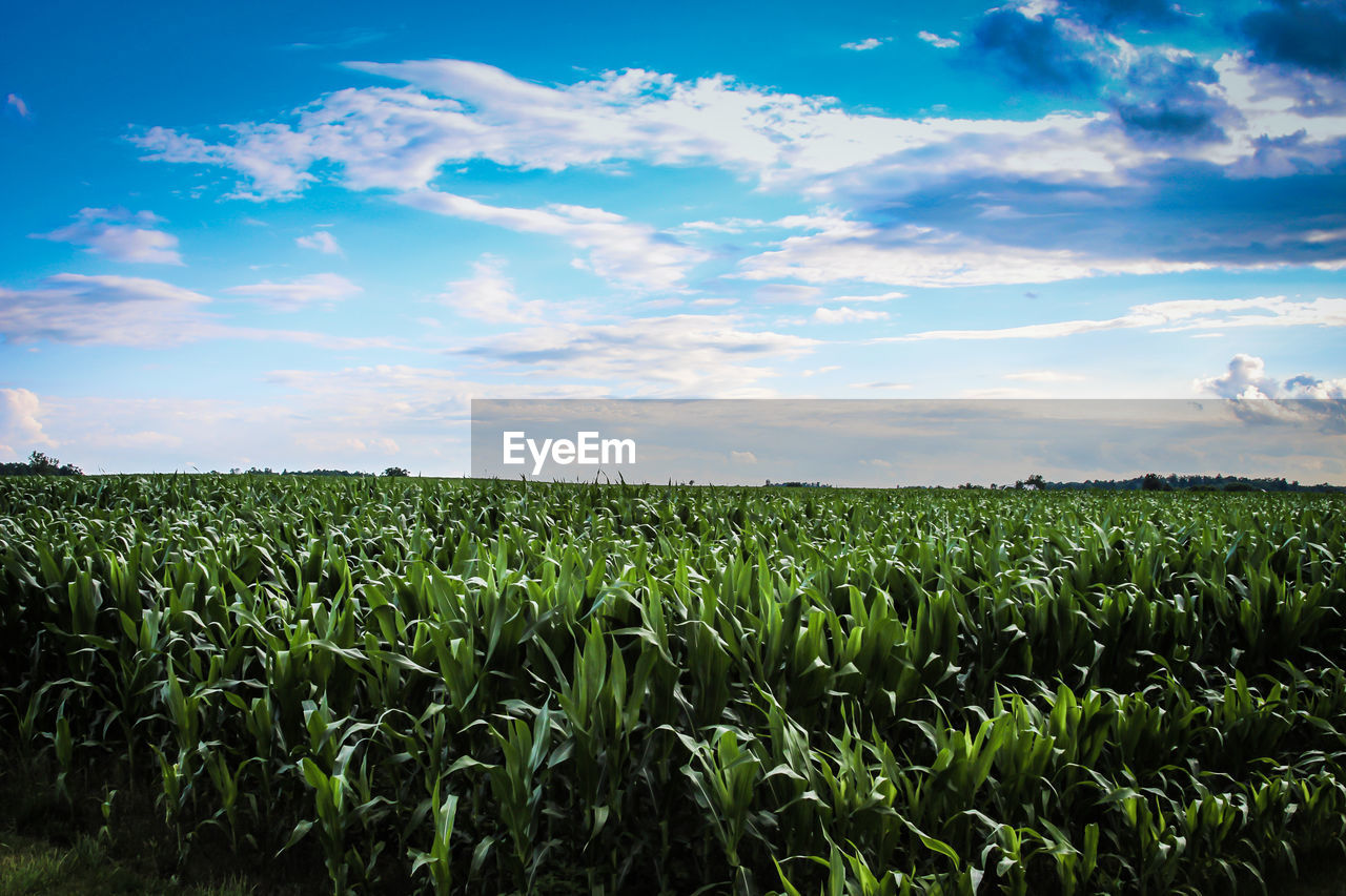 Scenic view of agricultural field against sky