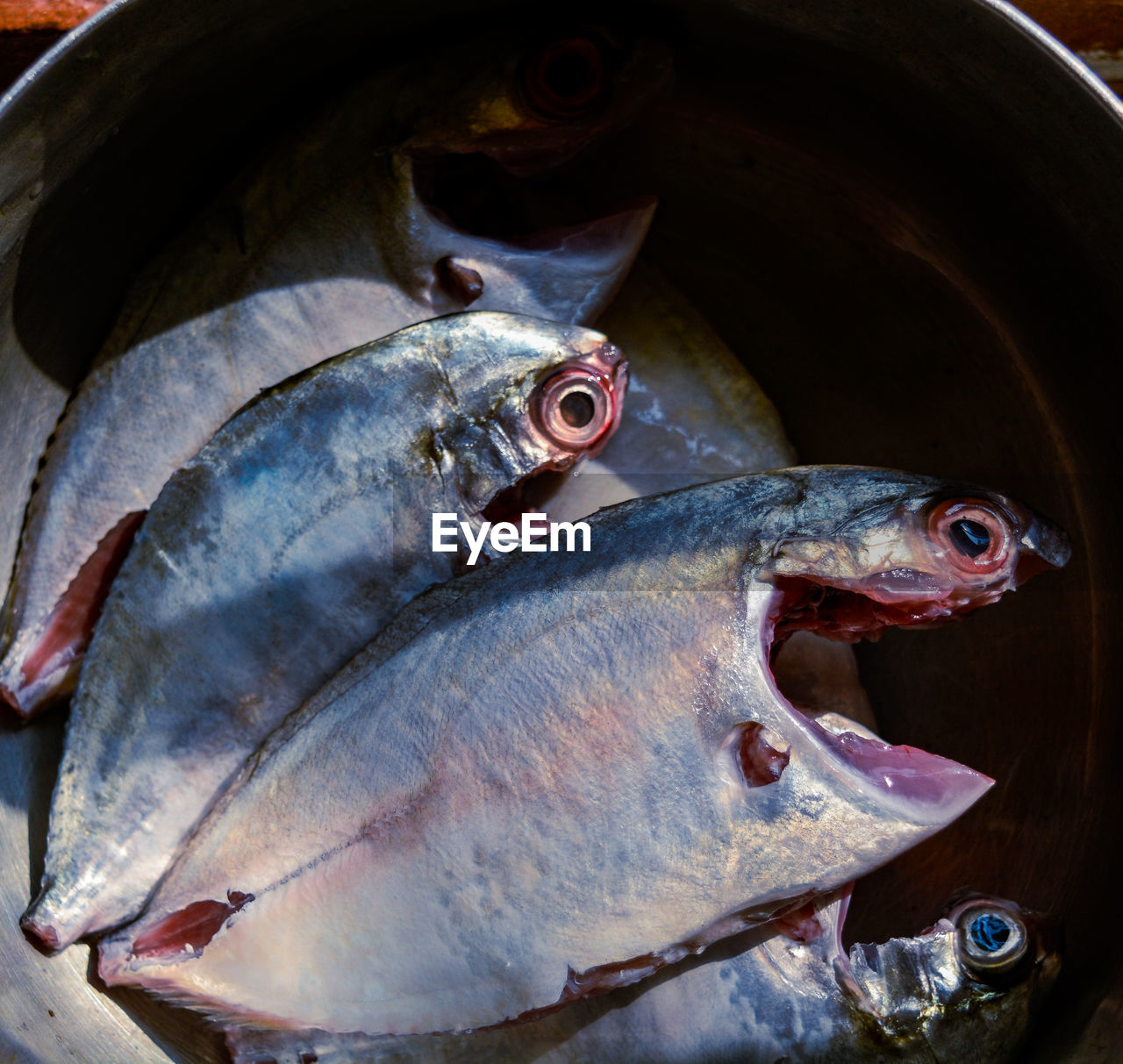 fish, seafood, animal, food, food and drink, freshness, raw food, no people, wellbeing, animal themes, market, for sale, healthy eating, high angle view, close-up, fishing