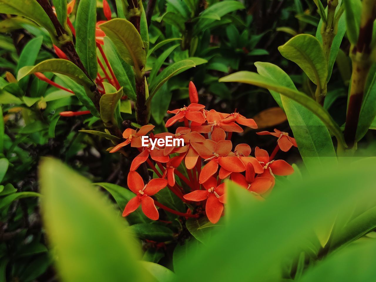 CLOSE-UP OF FLOWERING PLANTS