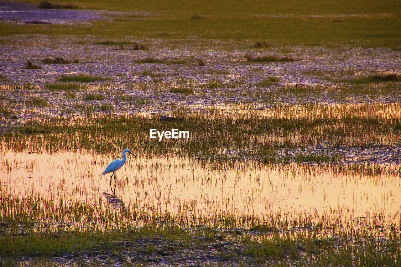 VIEW OF BIRDS ON GRASS LAND