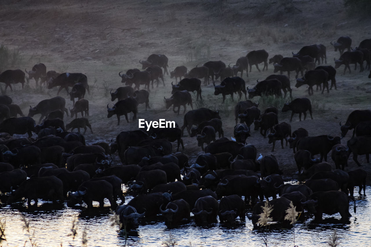 Group of buffalos in lake