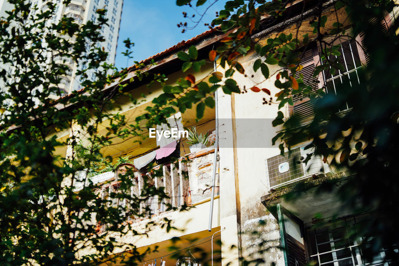 low angle view of tree against building