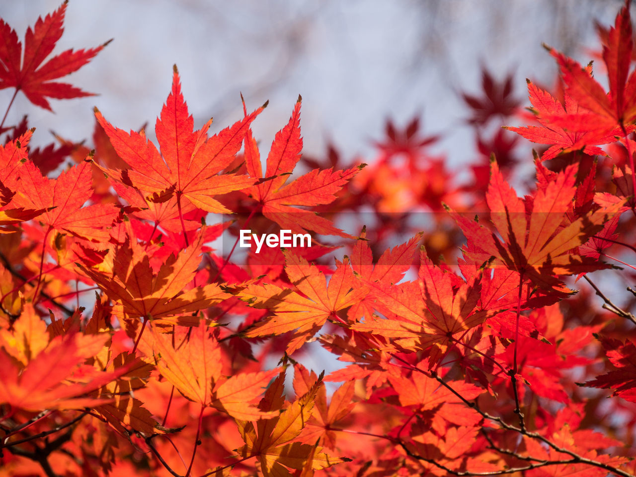 Close-up of maple leaves on tree