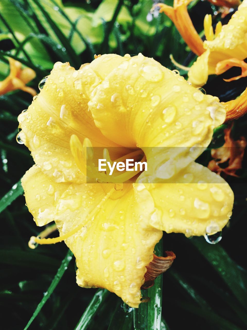 CLOSE-UP OF WET YELLOW FLOWERS