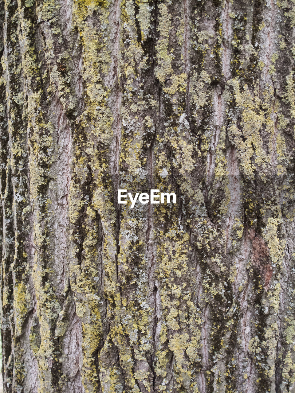 Full frame shot of lichen covered tree trunk