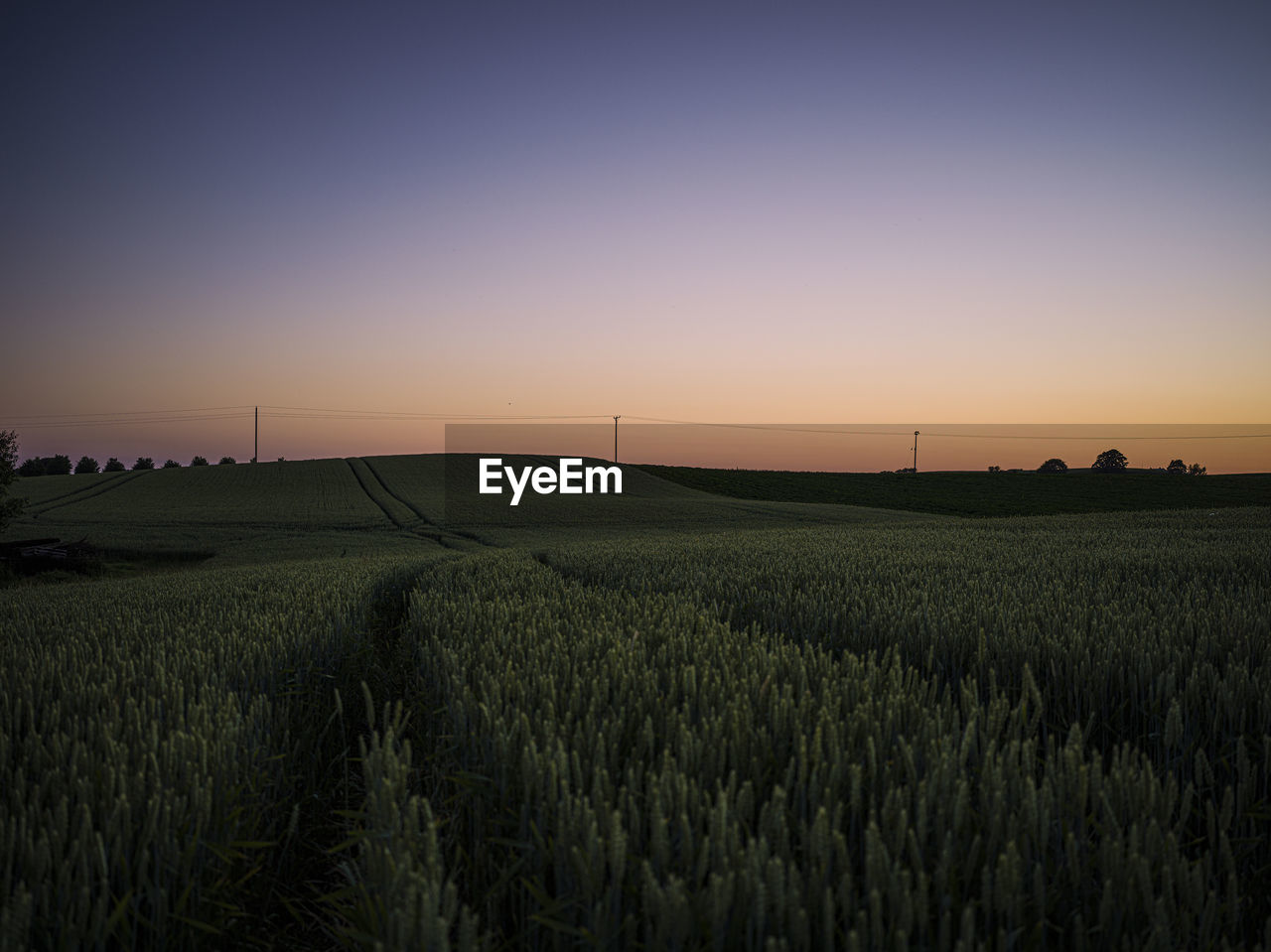 landscape, horizon, environment, field, sky, agriculture, land, rural scene, sunset, crop, plant, nature, beauty in nature, cereal plant, scenics - nature, dawn, farm, tranquility, growth, tranquil scene, no people, barley, plain, sunlight, food, horizon over land, evening, wheat, idyllic, outdoors, sun, twilight, grass, cloud, environmental conservation, clear sky, urban skyline, blue, corn, non-urban scene, prairie, rural area, orange color, summer, food and drink