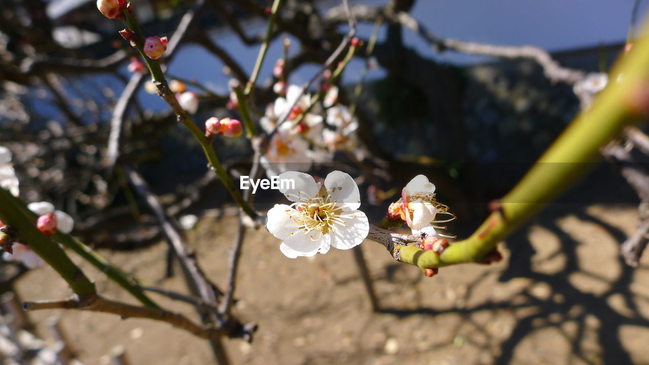 CLOSE-UP OF CHERRY BLOSSOM