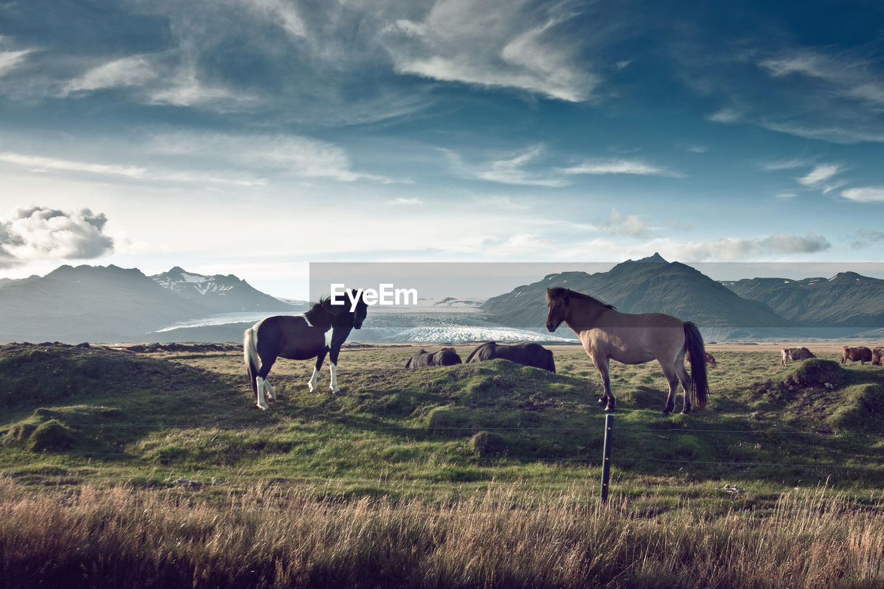 Horses grazing on field against sky