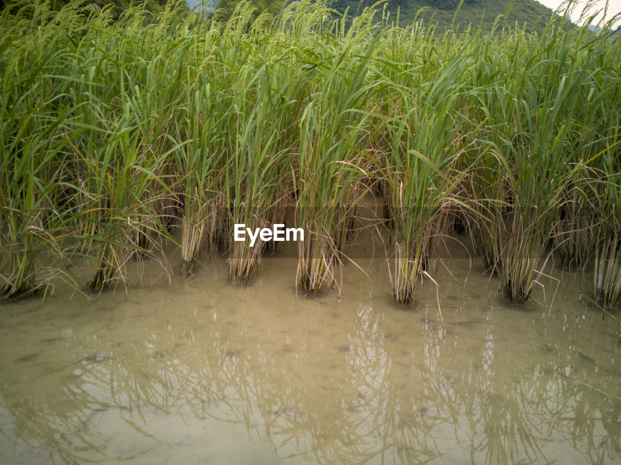 SCENIC VIEW OF GRASS GROWING ON LAND